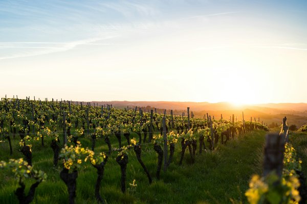 Peut-on trouver une location de vacances en Provence avec des ateliers de peinture et des visites de vignobles ?